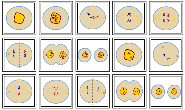 antwoorden puzzel meiose